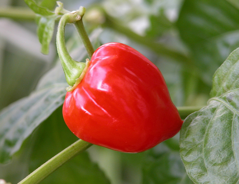 Top 10 Hottest Peppers in The World 2016