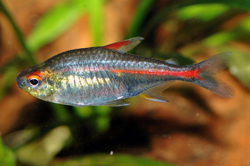 Tetra Fish Info: 5 Most Popular Tetra Fish Types