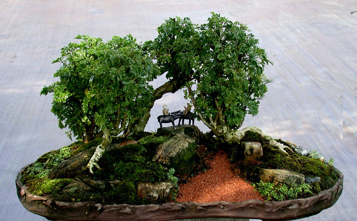 Selecting the Right Bonsai for Your Home
