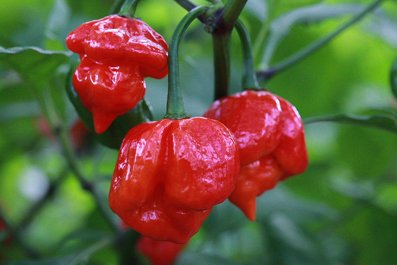 Top 10 Hottest Peppers in The World 2016