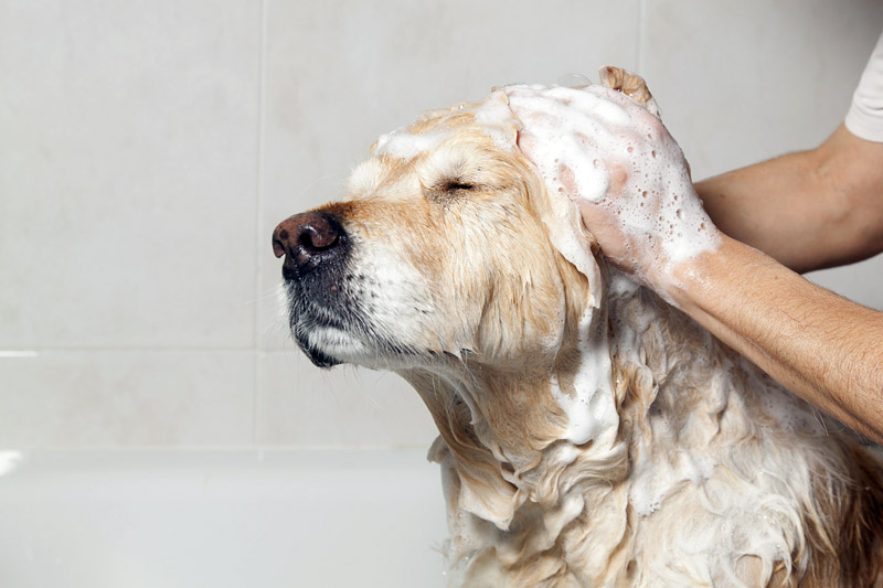 Dog Grooming - How to Groom Your Dog at Home