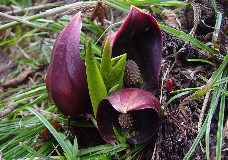 The Worst Smelling Flowers in The World