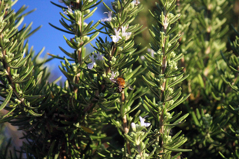 Natural Bug Repellents - Plants to Help Keep Bugs at Bay