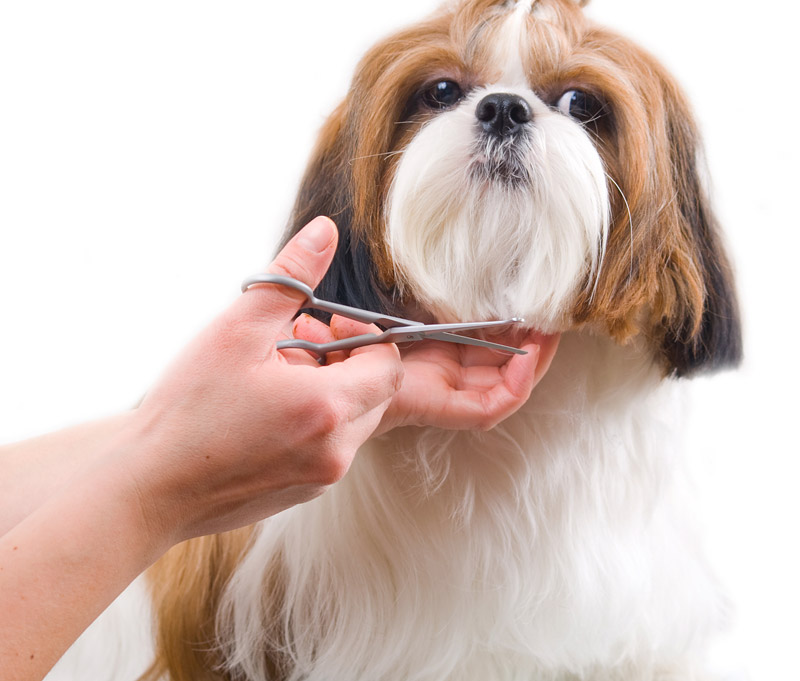 Dog Grooming - How to Groom Your Dog at Home