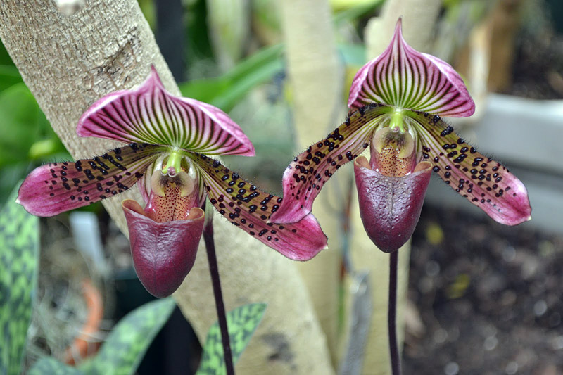 The Total Guide To Growing Beautiful Orchids