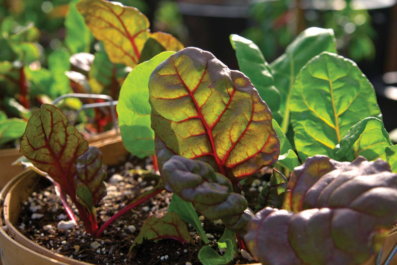 Fall Gardening: What to Plant in Your Region Now