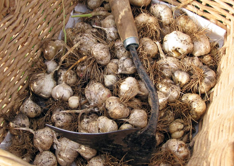 Garlic Varieties - What Type to Plant and How