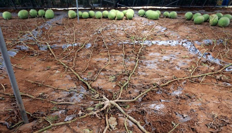 Guinness World Record: Watermelon Plant Yields 131 Fruit 