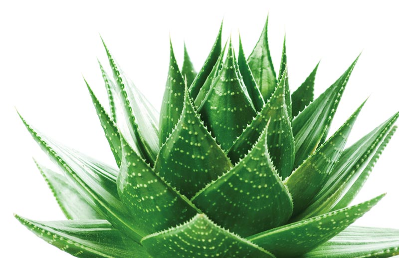 10 Things You Should Know About Aloe Vera