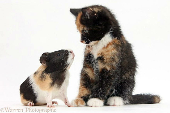 Cuteness Alert! – Cute Portraits of Animal Doppelgangers