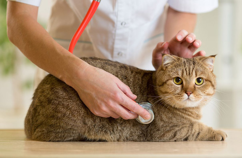 5 Common Cat Behavior Myths Debunked