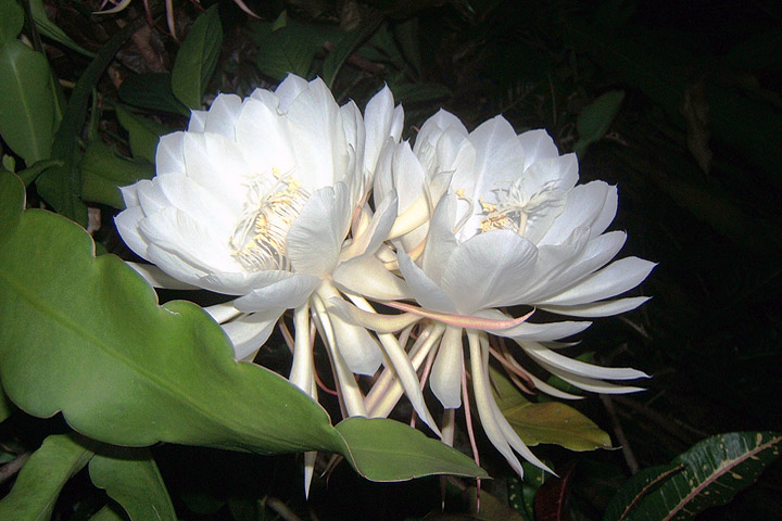 7 Most Expensive Flowers in the World