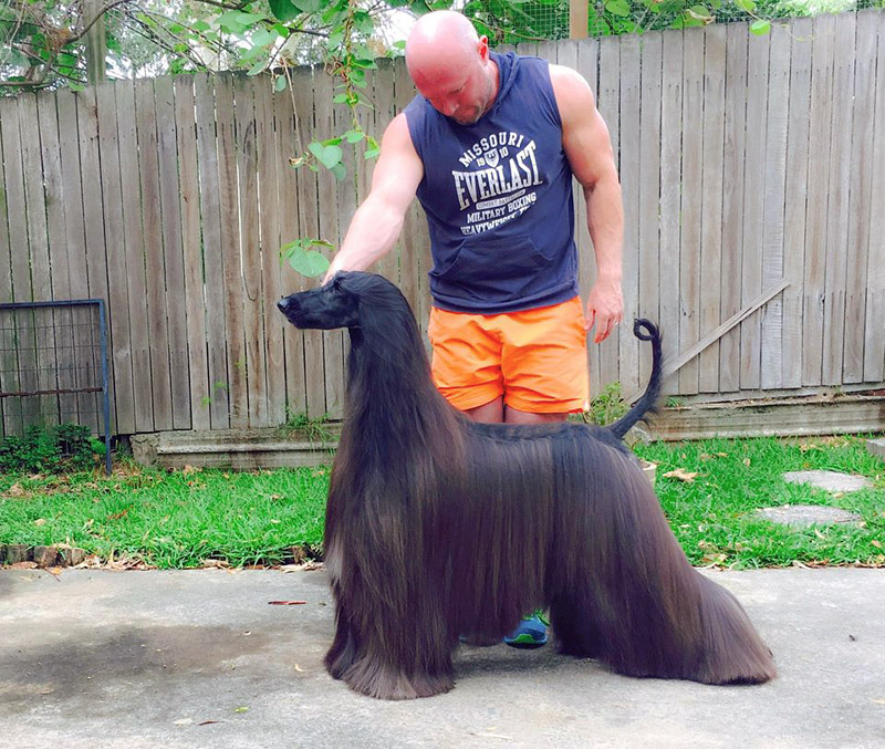 Afghan Hound Tea - Prettiest Dog In The World?