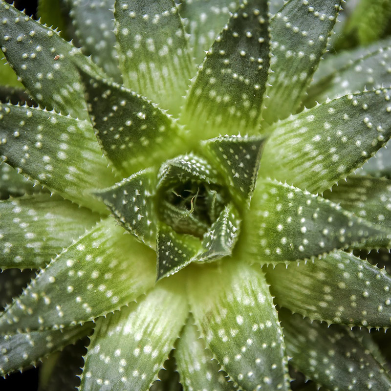 How to Keep Your Indoor Cacti Thriving