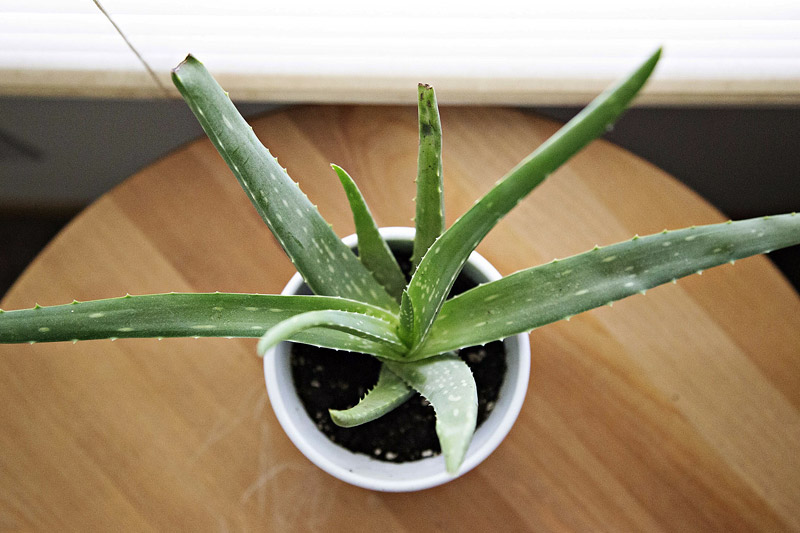 Improve Indoor Air Quality With Air Purifying Houseplants