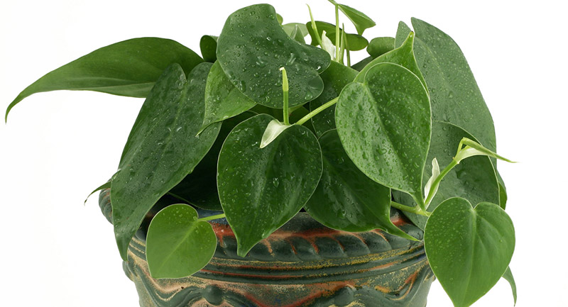 Improve Indoor Air Quality With Air Purifying Houseplants