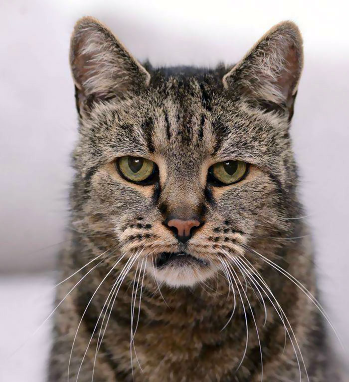 Nutmeg is the Oldest Living Cat in the World at 31