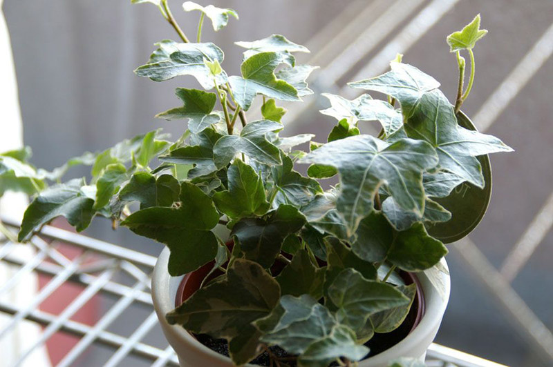 Improve Indoor Air Quality With Air Purifying Houseplants