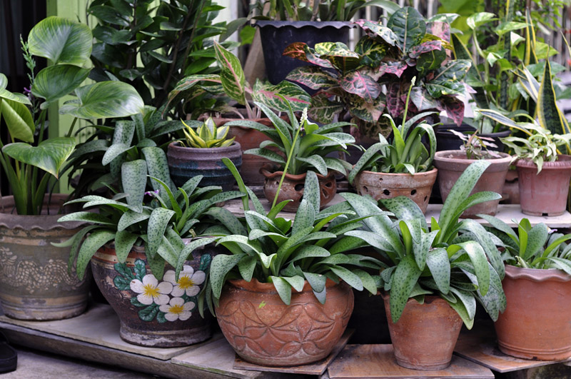 Steps for Bringing Plants Indoors for Winter