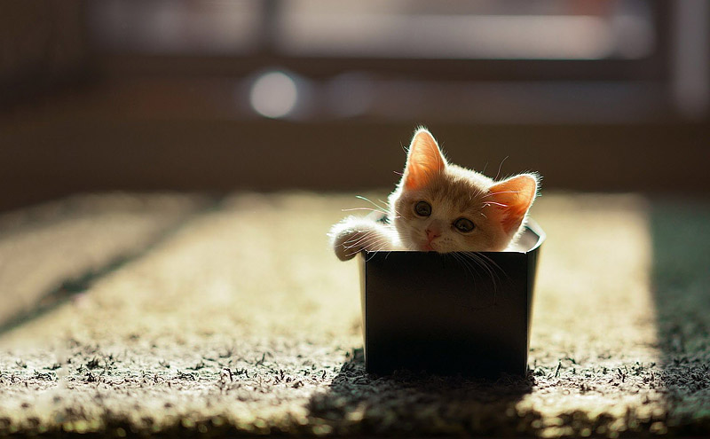 What's Up With That: Why do Cats Love Boxes so Much? 