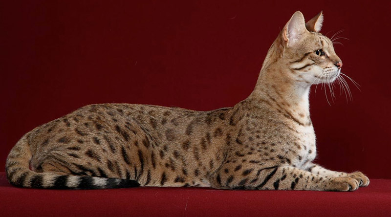 Cat Breed Info - Savannah Cat