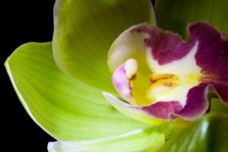 7 Most Expensive Flowers in the World