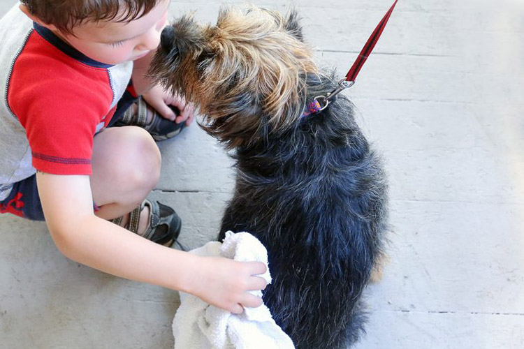 Homemade Natural Coat Freshener for Dogs