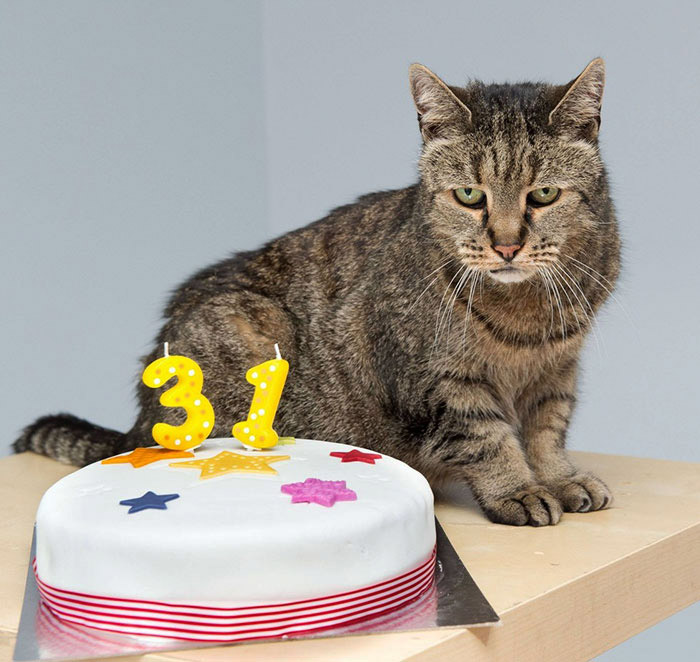 Nutmeg is the Oldest Living Cat in the World at 31