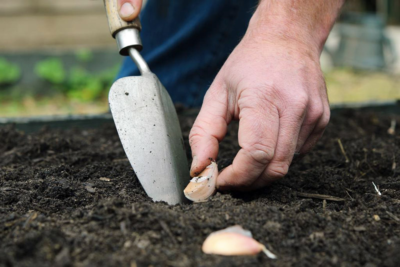 Garlic Varieties - What Type to Plant and How