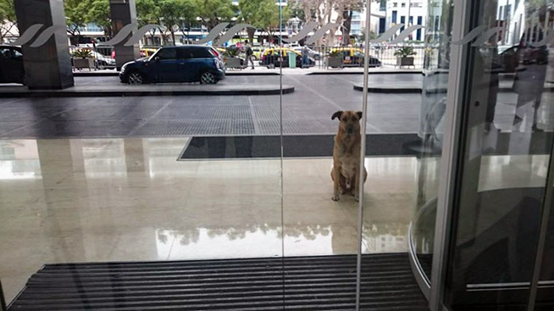 Flight attendant adopts Rubio, the dog who waitied for 6 months outside her hotel