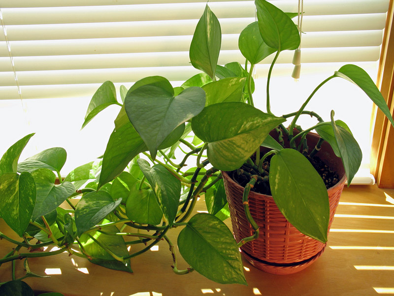 Improve Indoor Air Quality With Air Purifying Houseplants