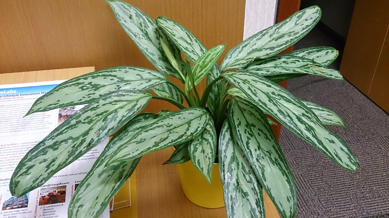 Improve Indoor Air Quality With Air Purifying Houseplants