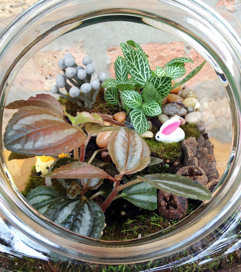 Choosing the Best Plants for Your Terrarium 