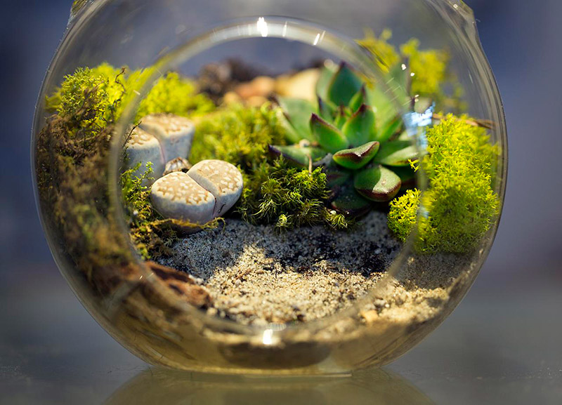 How to Start Your Own Trouble Free Terrarium