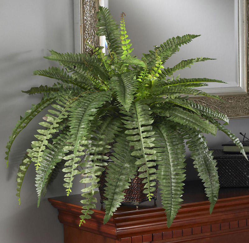 Improve Indoor Air Quality With Air Purifying Houseplants