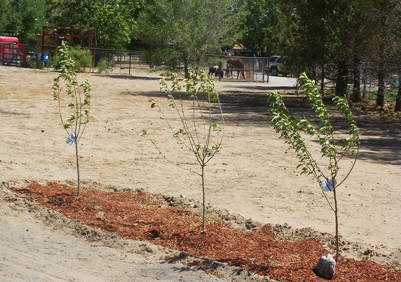 Apple Tree - Planting, Growing,Pruning and Harvesting