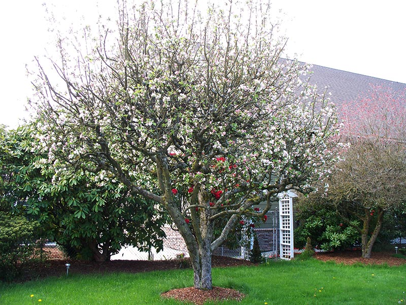 Apple Tree - Planting, Growing,Pruning and Harvesting