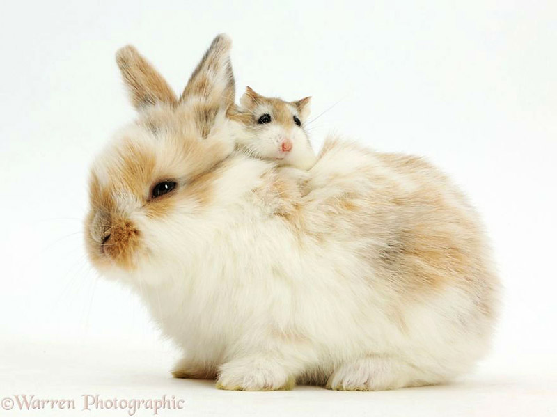 Cuteness Alert! - Cute Portraits of Animal Doppelgangers