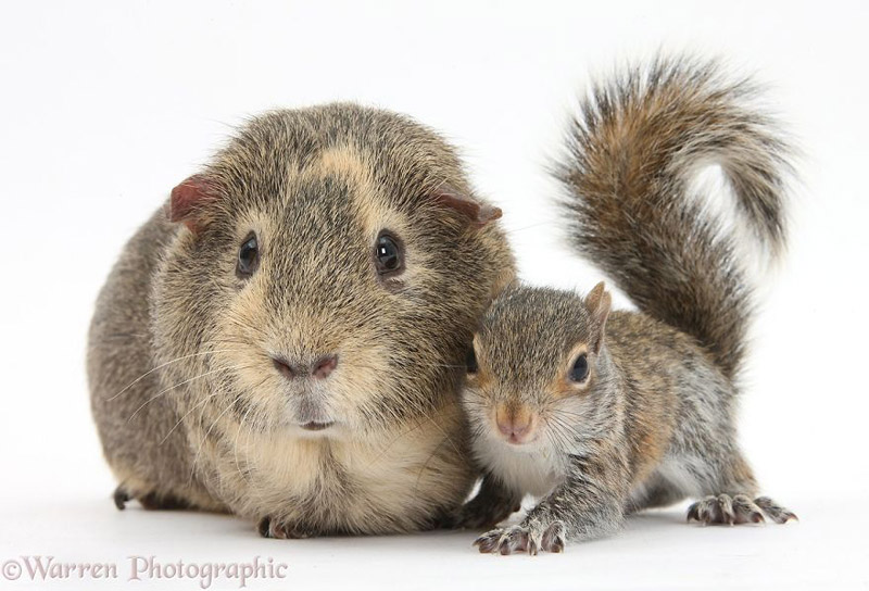 Cuteness Alert! - Cute Portraits of Animal Doppelgangers
