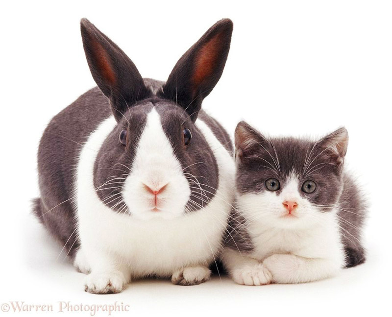 Cuteness Alert! - Cute Portraits of Animal Doppelgangers