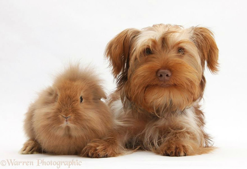 Cuteness Alert! - Cute Portraits of Animal Doppelgangers