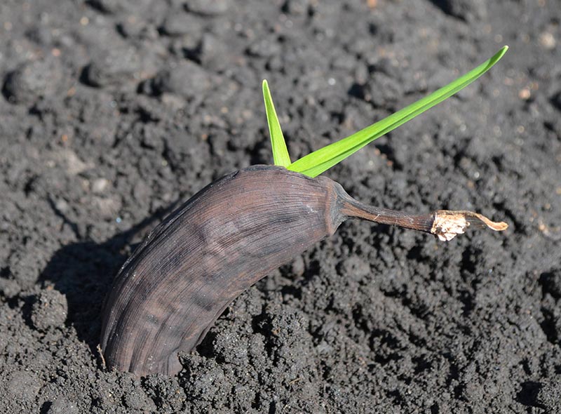 How To Grow Banana Trees In Pots