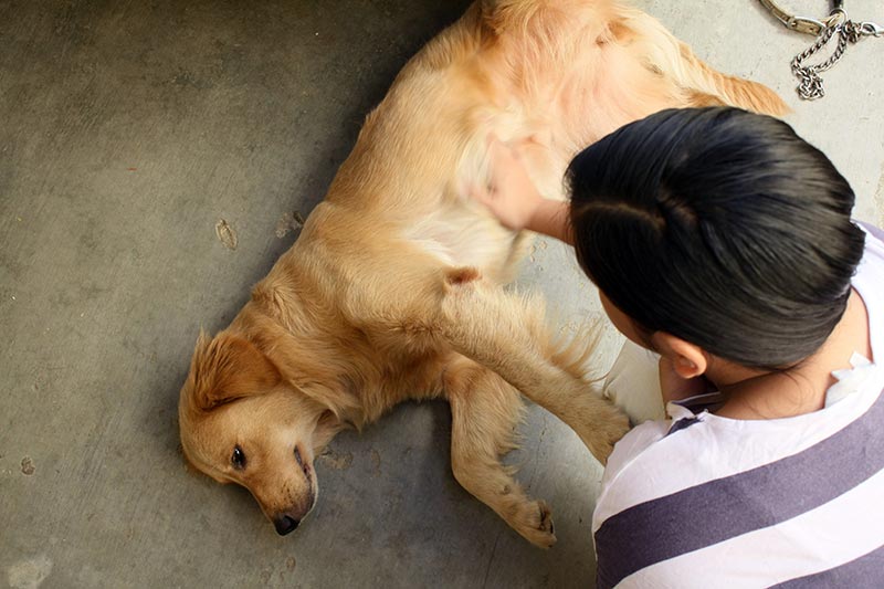 How To Help A Dog Hurt In A Traffic Accident