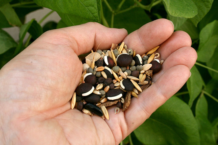 How to Save Your Own Seeds