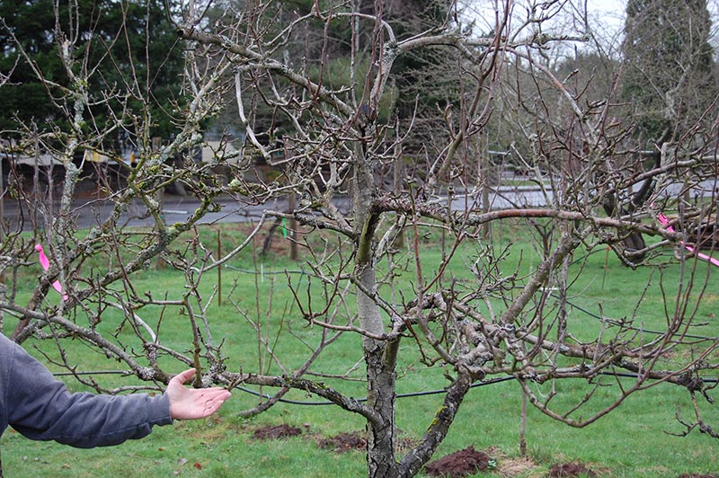 Pear Tree Pruning