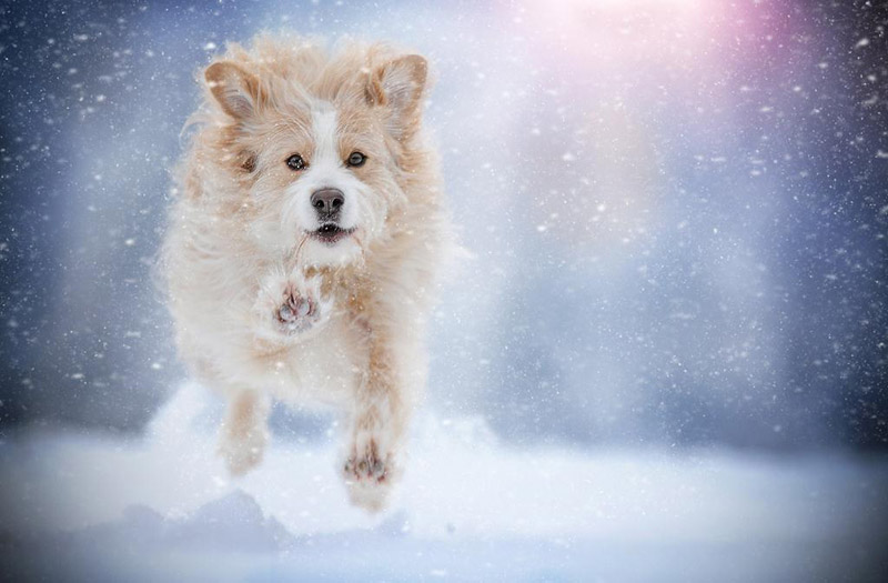 Soulful Portraits Of Dogs In Austrian Wilderness