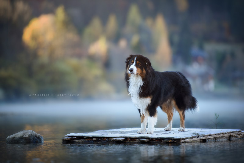 Soulful Portraits Of Dogs In Austrian Wilderness