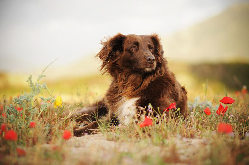 Soulful Portraits Of Dogs In Austrian Wilderness