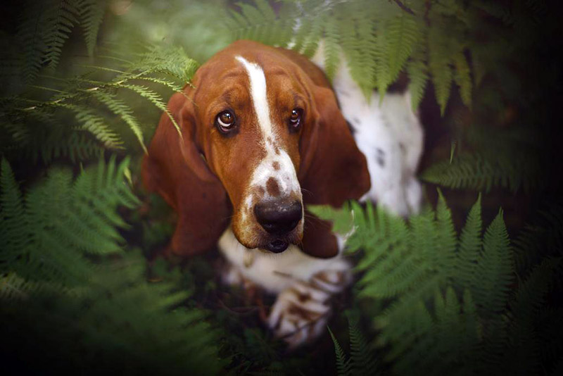 Soulful Portraits Of Dogs In Austrian Wilderness