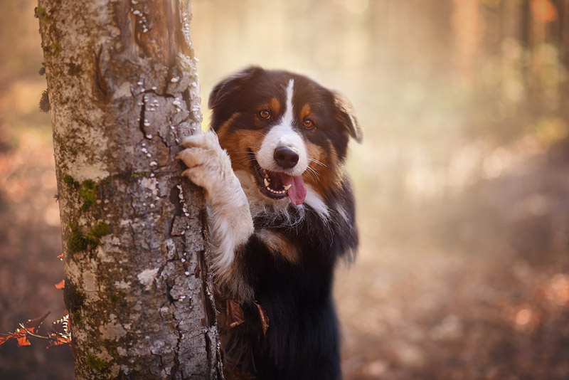 Soulful Portraits Of Dogs In Austrian Wilderness